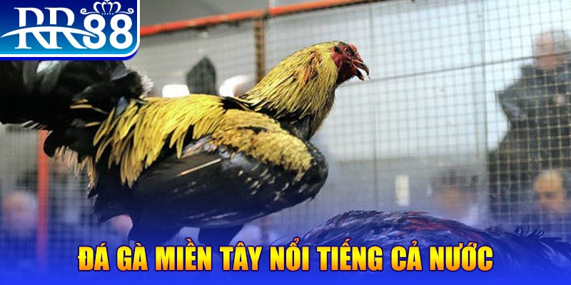 vn123 đá gà 88